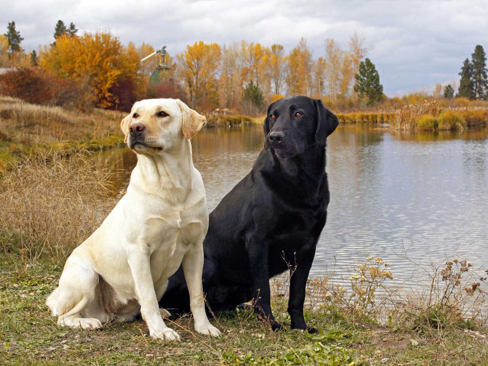 Cute Labrador Retriever - Dog Breed