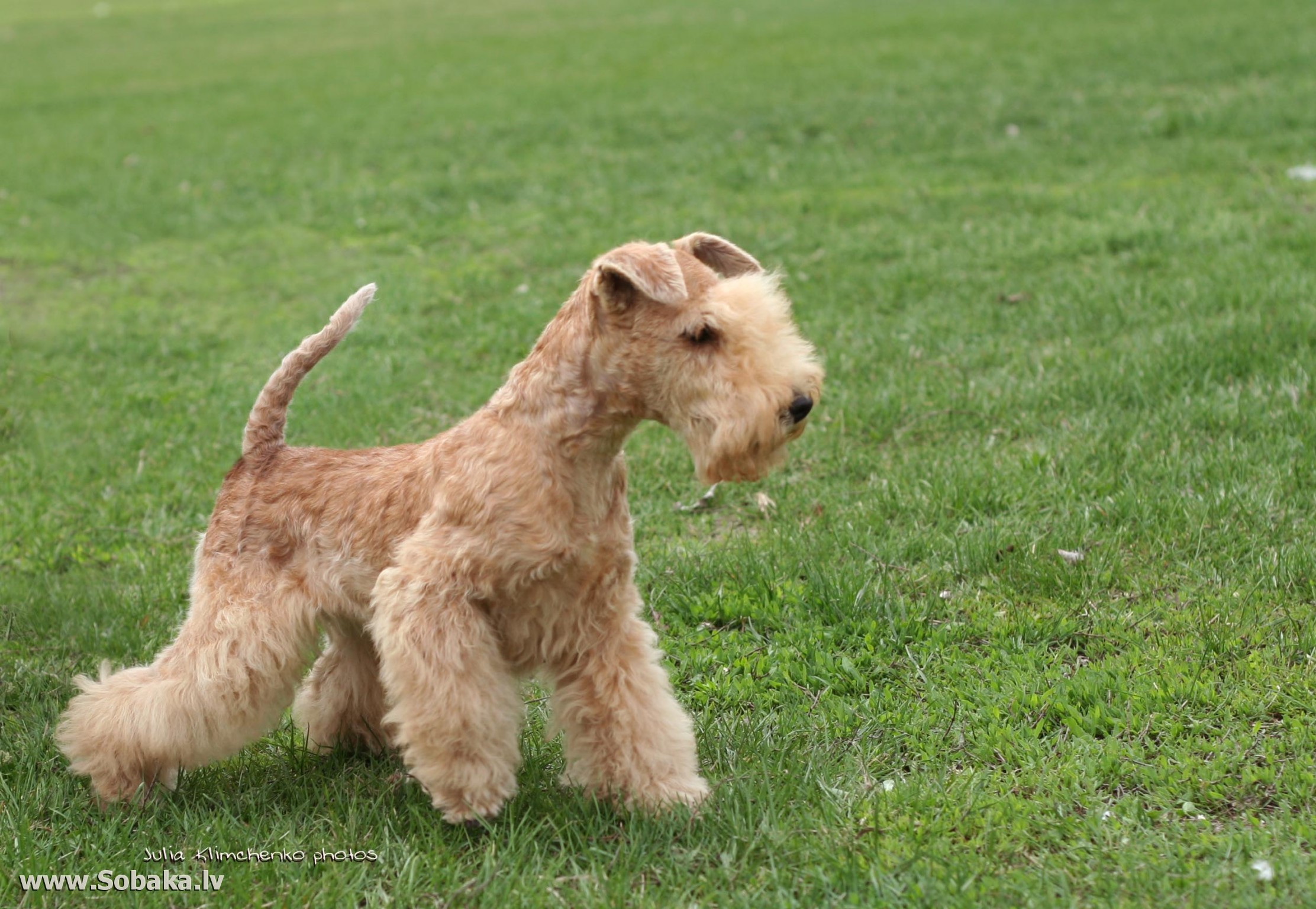 Wallpaper Lakeland Terrier - Dog Breed