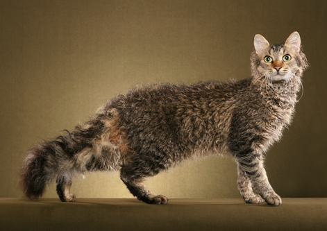 LaPerm - Cat Breed