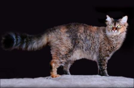 Cool LaPerm - Cat Breed