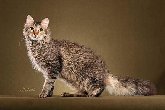 Pretty LaPerm - Cat Breed