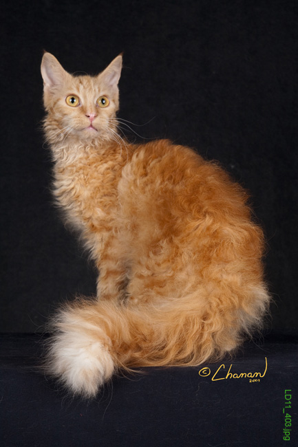 LaPerm - Cat Breed photo 
