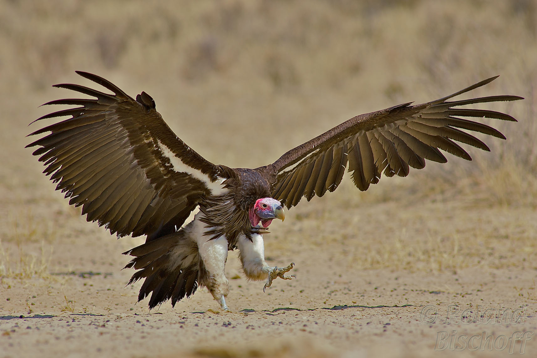 Pretty Lappet-faced vulture