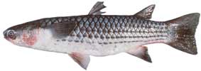 Large-scale mullet