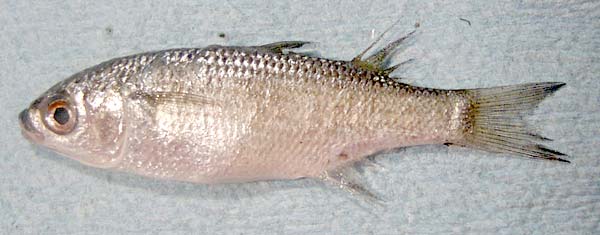 Pretty Large-scale mullet