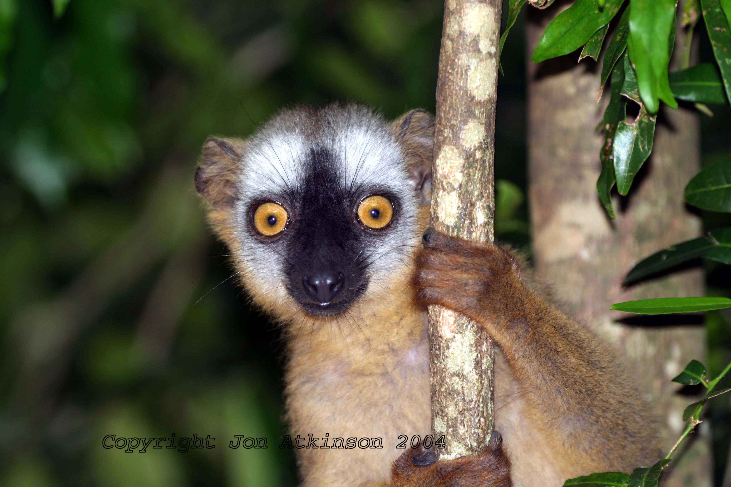 Pretty Lemur