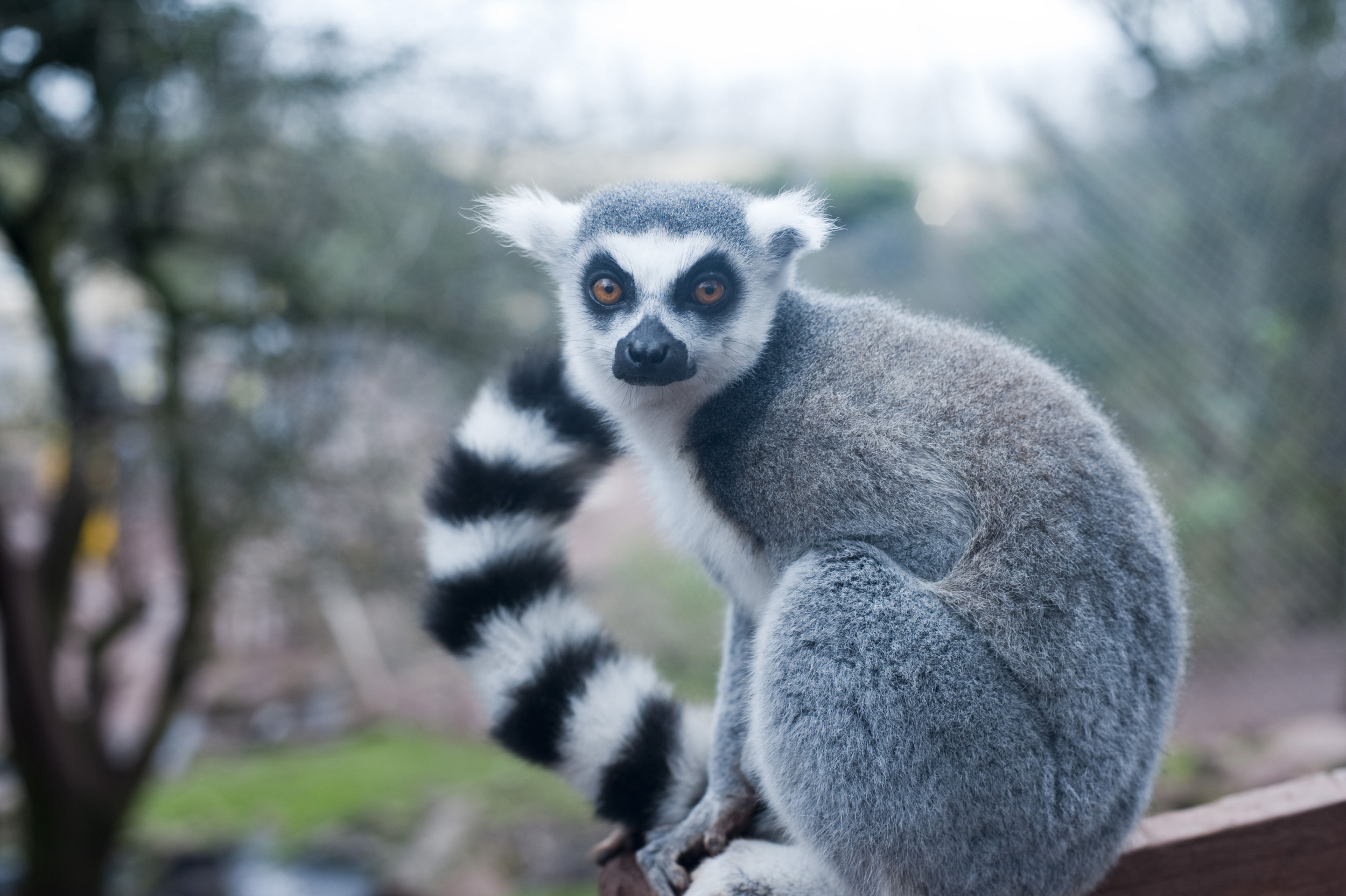Lemur photo 