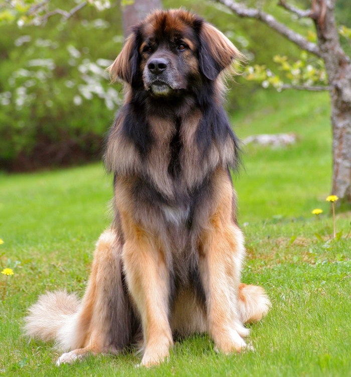 Leonberger - Dog Breed
