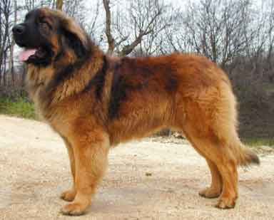 Nice Leonberger - Dog Breed