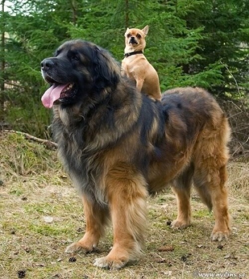 Cool Leonberger - Dog Breed