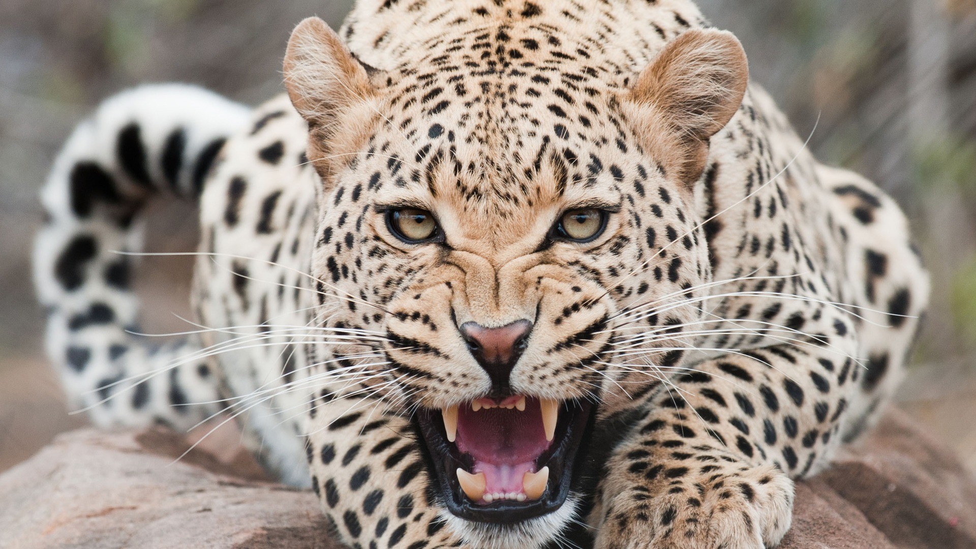 Photo Leopard