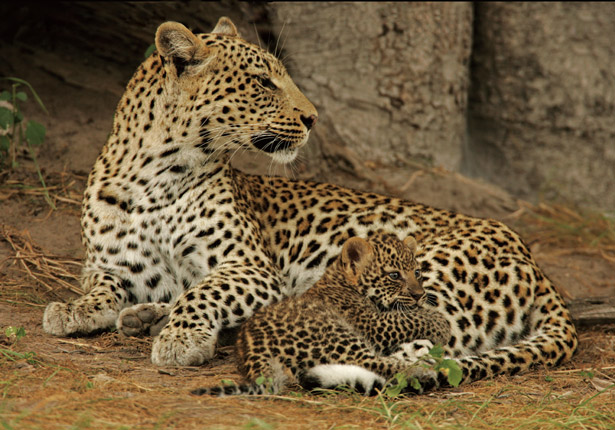 Leopard photo 