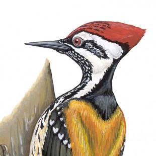 Lesser flame-backed woodpecker
