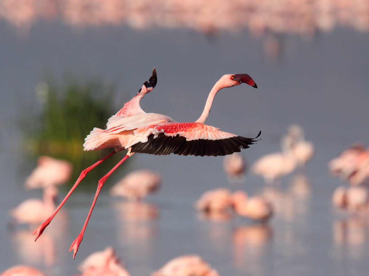 Pretty Lesser flamingo