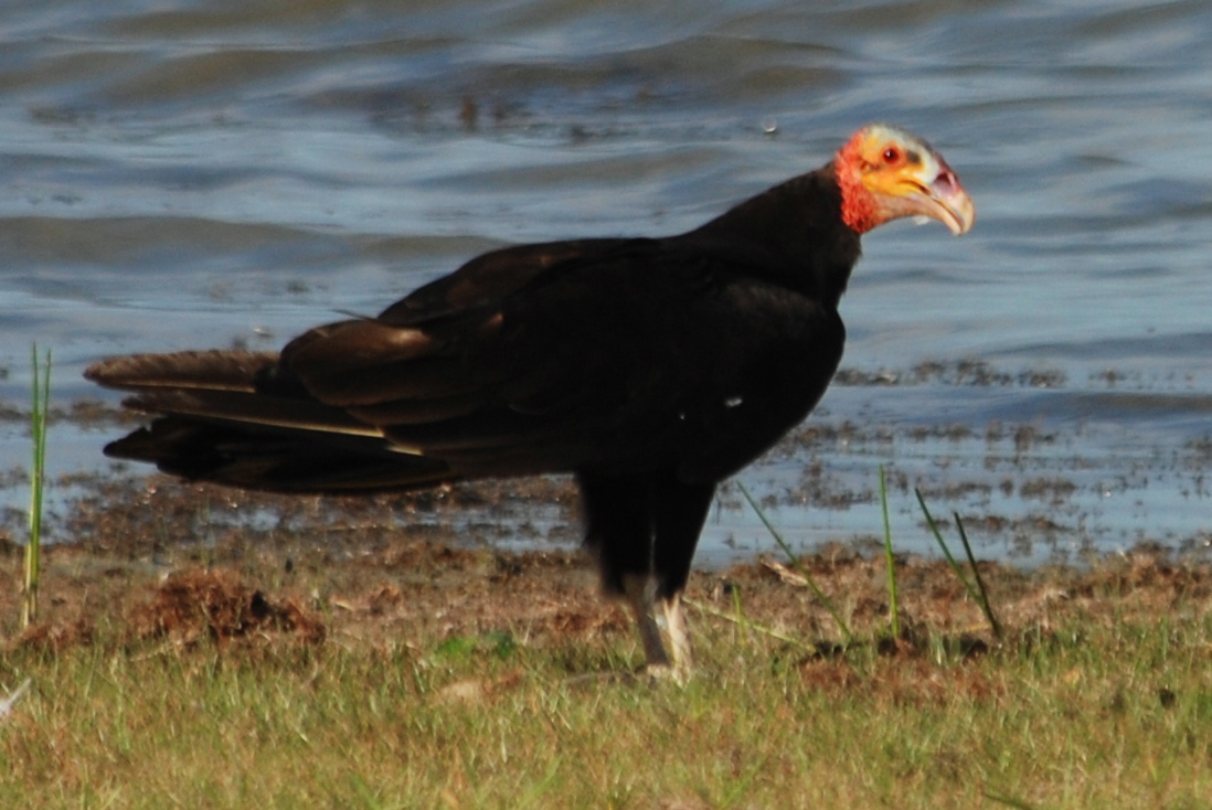 Pretty Lesser yellow-headed vulture