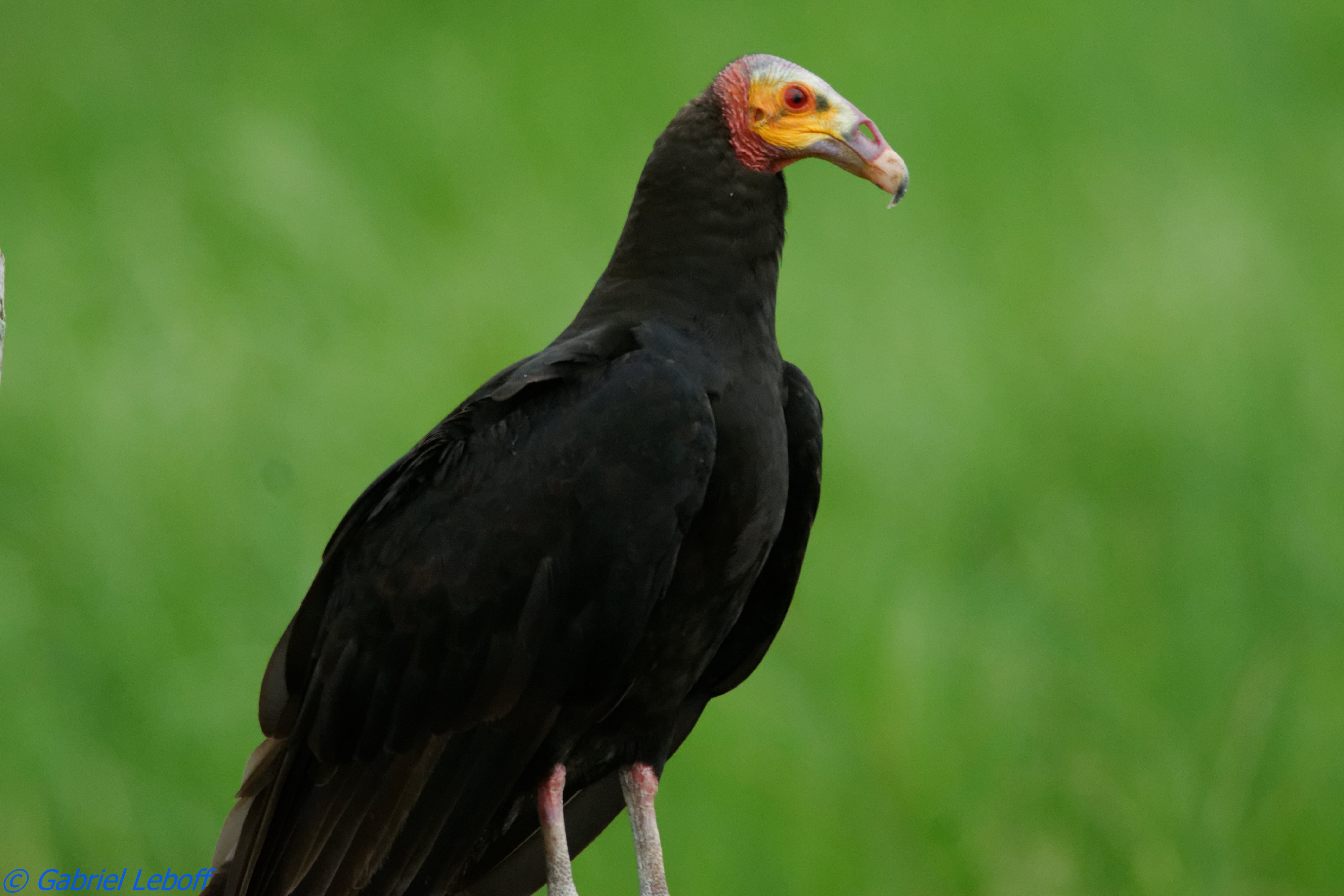 Pretty Lesser yellow-headed vulture