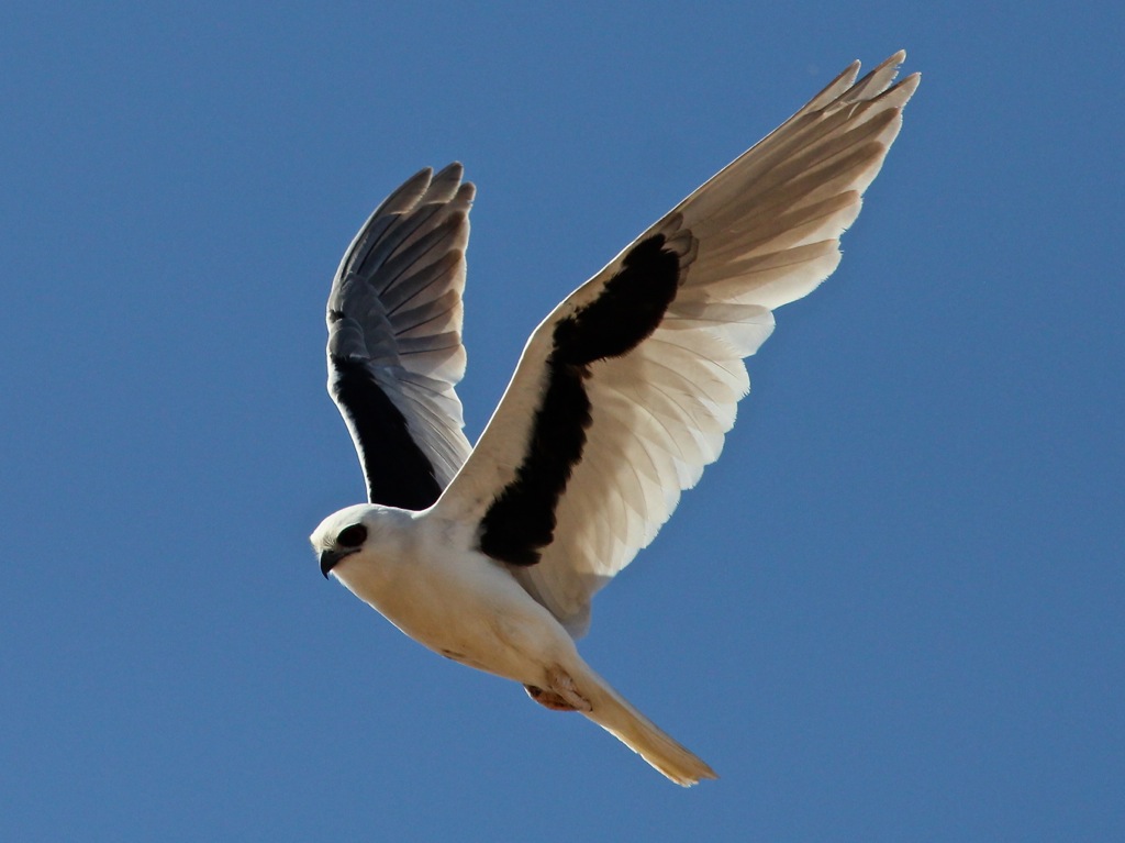 Pretty Letter-winged kite