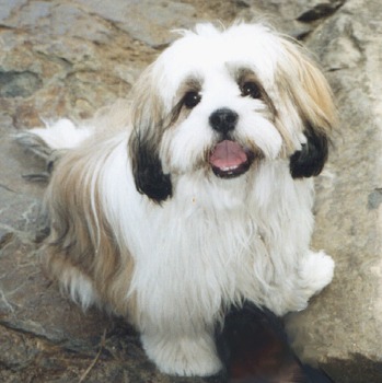 Nice Lhasa Apso - Dog Breed