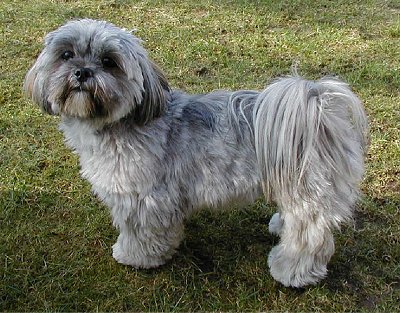 Cool Lhasa Apso - Dog Breed