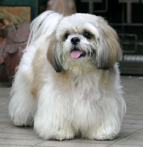 Wallpaper Lhasa Apso - Dog Breed