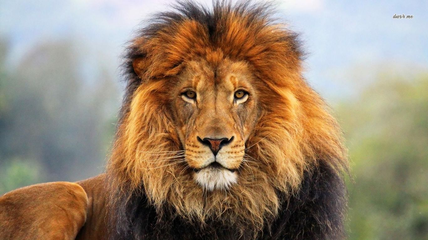 Cool Lion