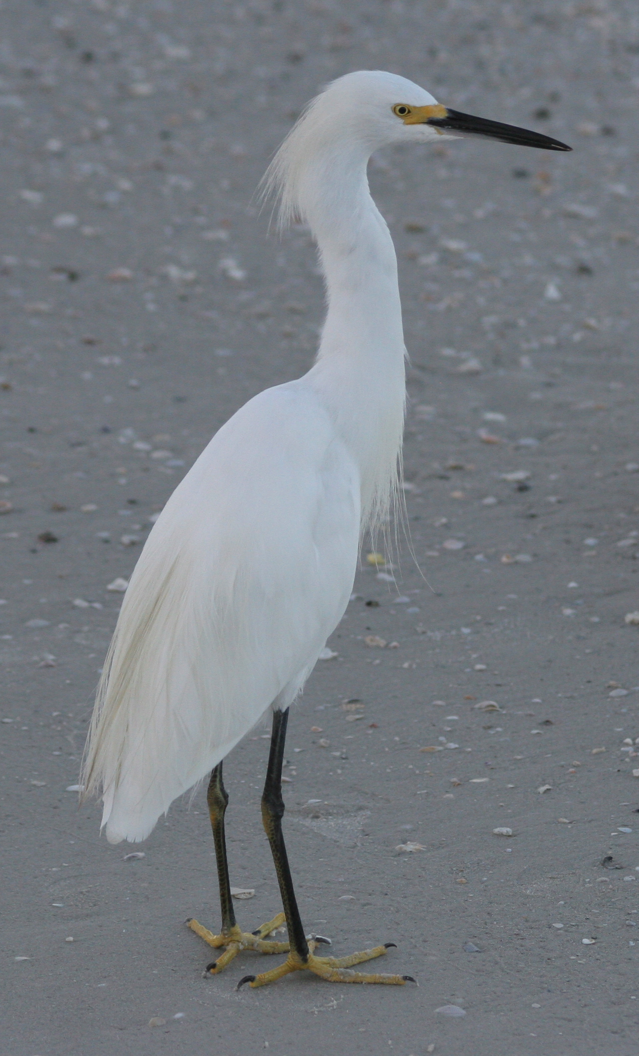 Pretty Little egret