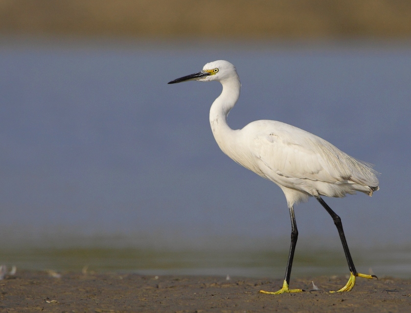 Pretty Little egret