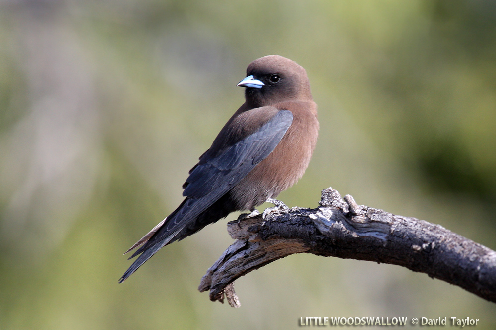 Pretty Little woodswallow