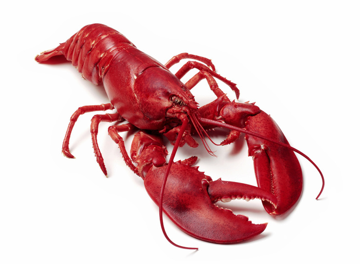 Nice Lobster