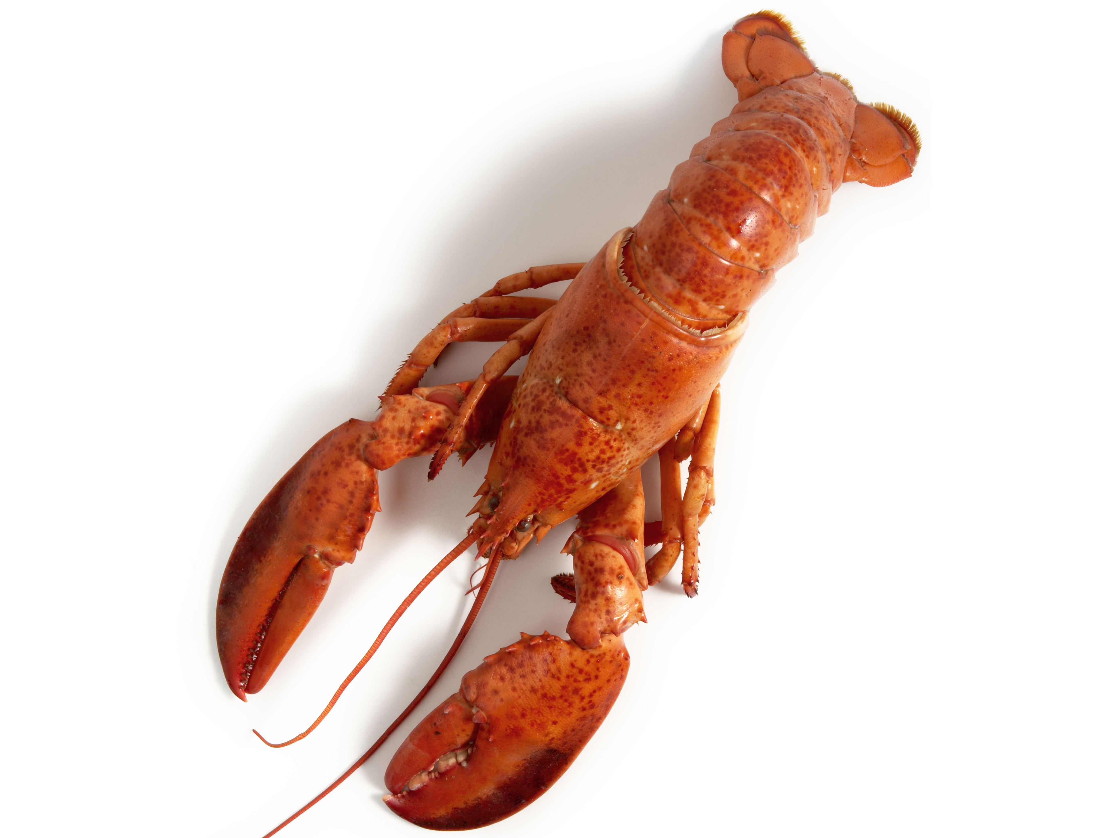 Wallpaper Lobster