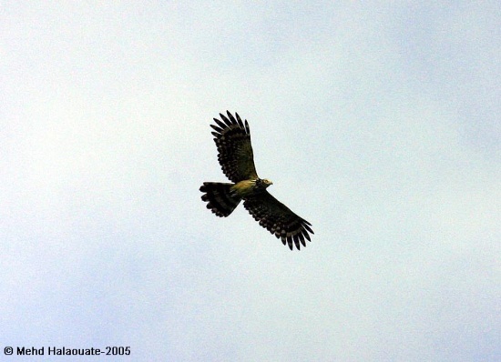 Pretty Long-tailed buzzard