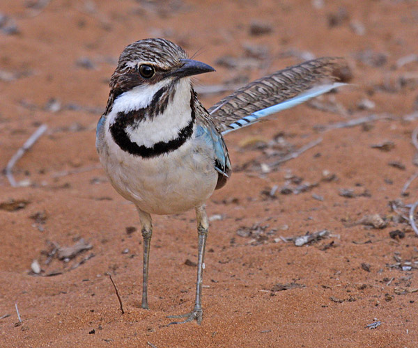 Long-tailed ground-roller