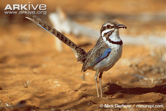Pretty Long-tailed ground-roller