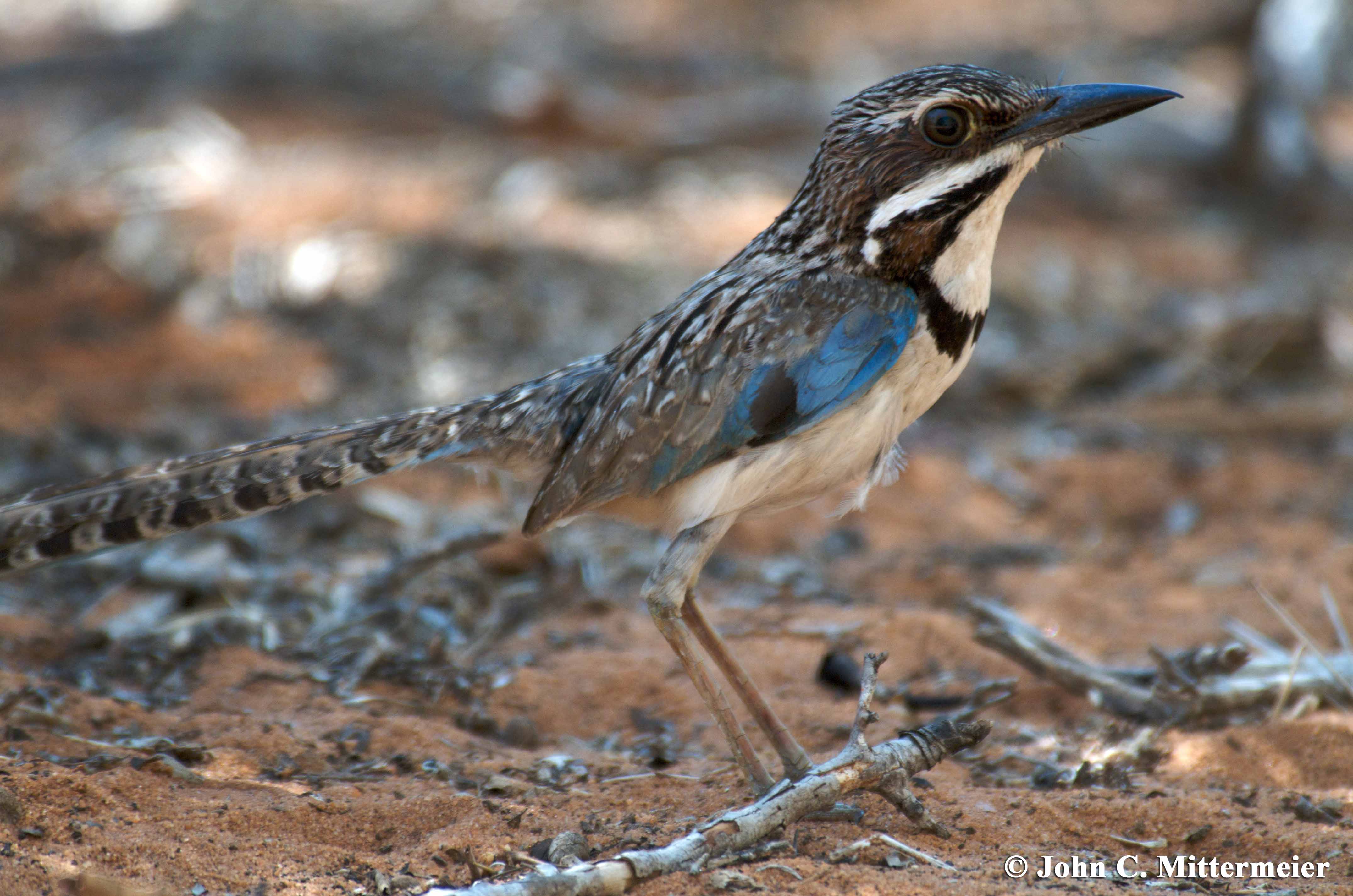 Pretty Long-tailed ground-roller