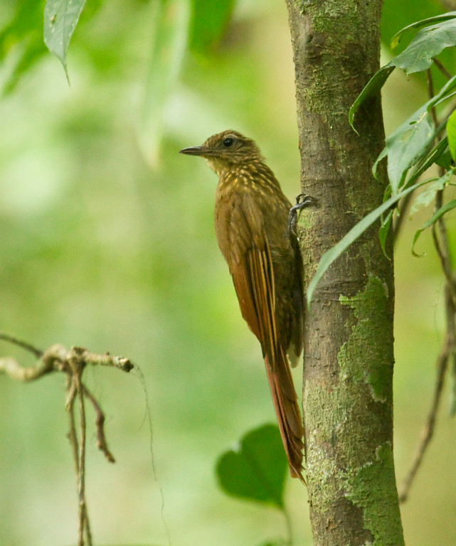 Pretty Long-tailed woodcreeper