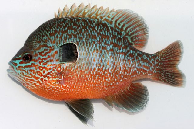 Pretty Longear sunfish