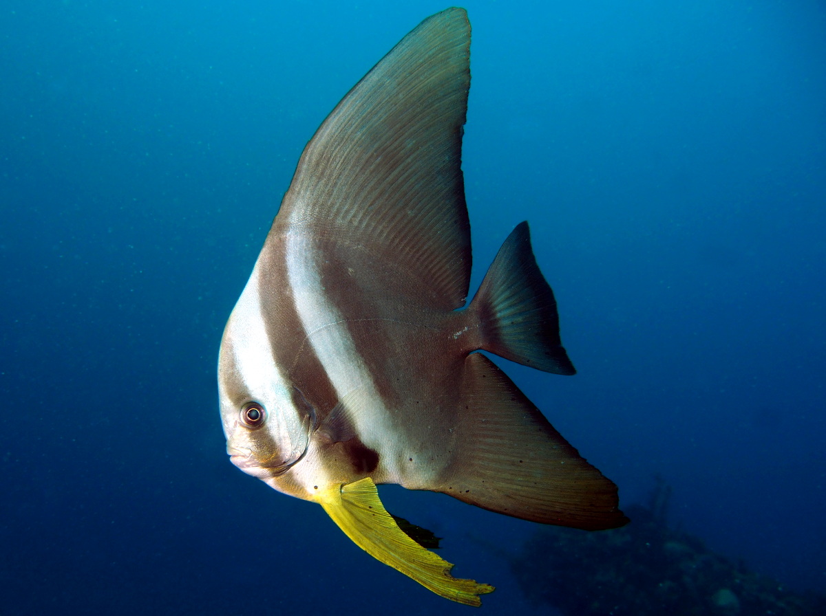 Pretty Longfin spadefish