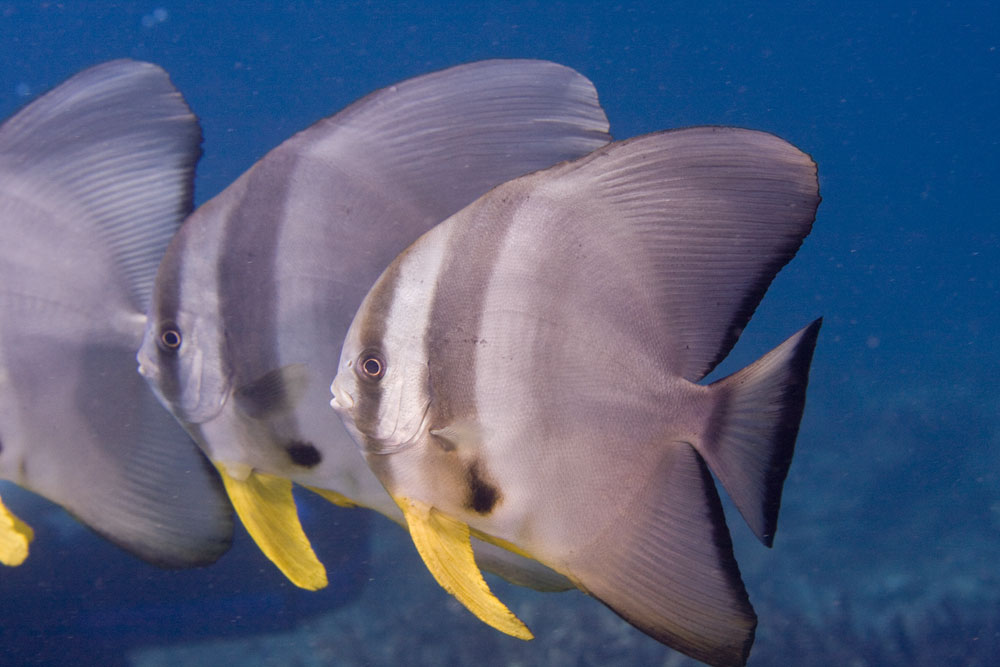 Pretty Longfin spadefish