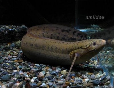 Cool Lungfish