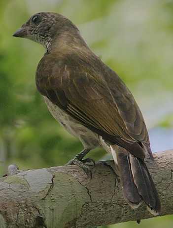 Pretty Lyre-tailed honeyguide