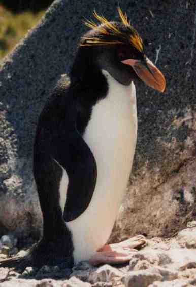 Pretty Macaroni penguin