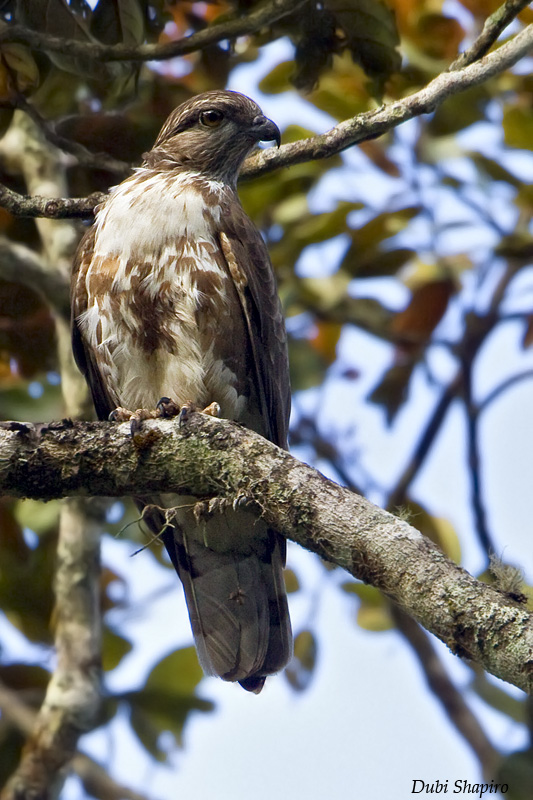 Pretty Madagascar cuckoo-hawk