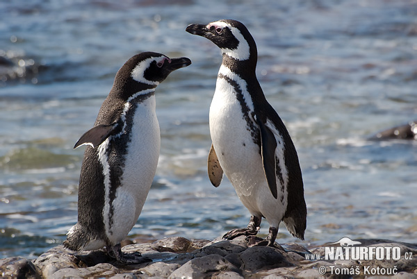 Pretty Magellanic penguin