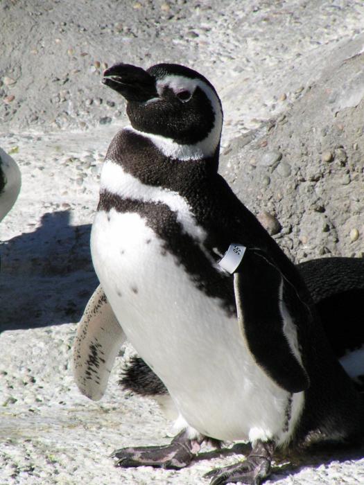 Pretty Magellanic penguin