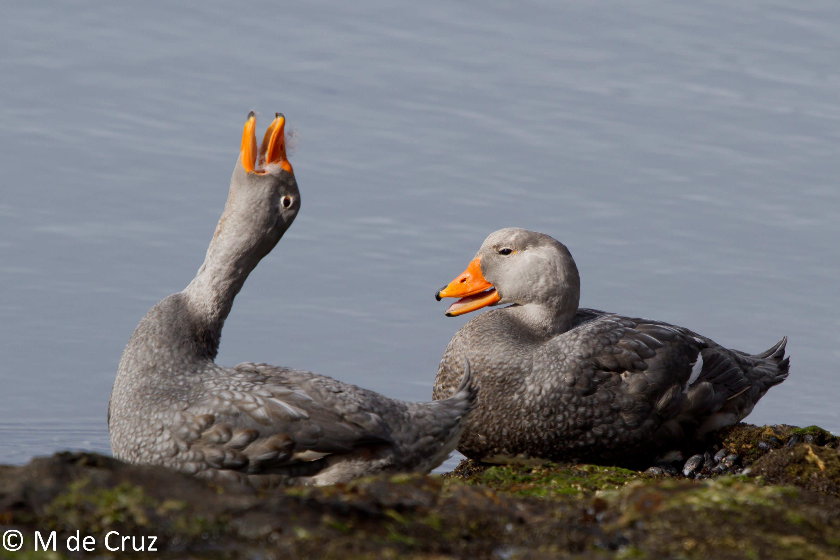 Magellanic steamerduck