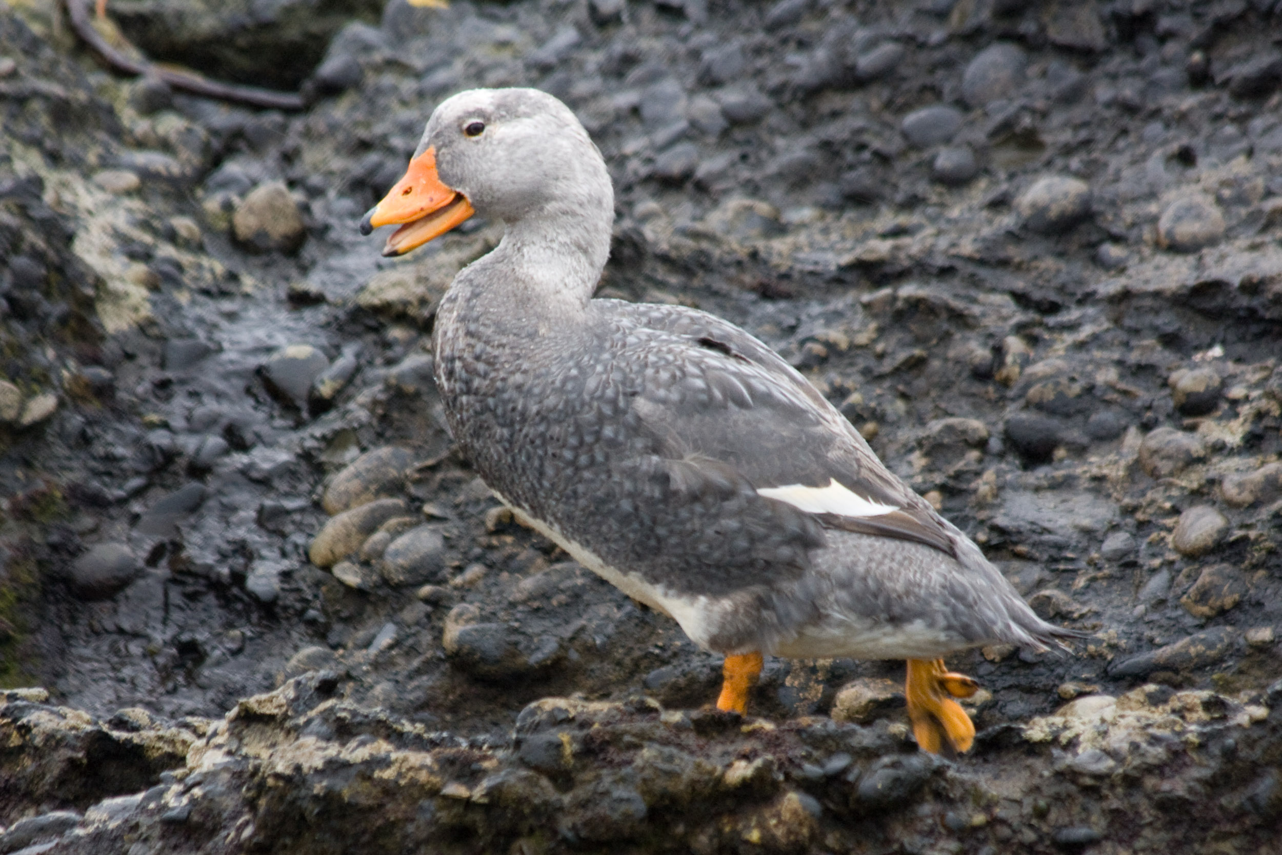 Pretty Magellanic steamerduck