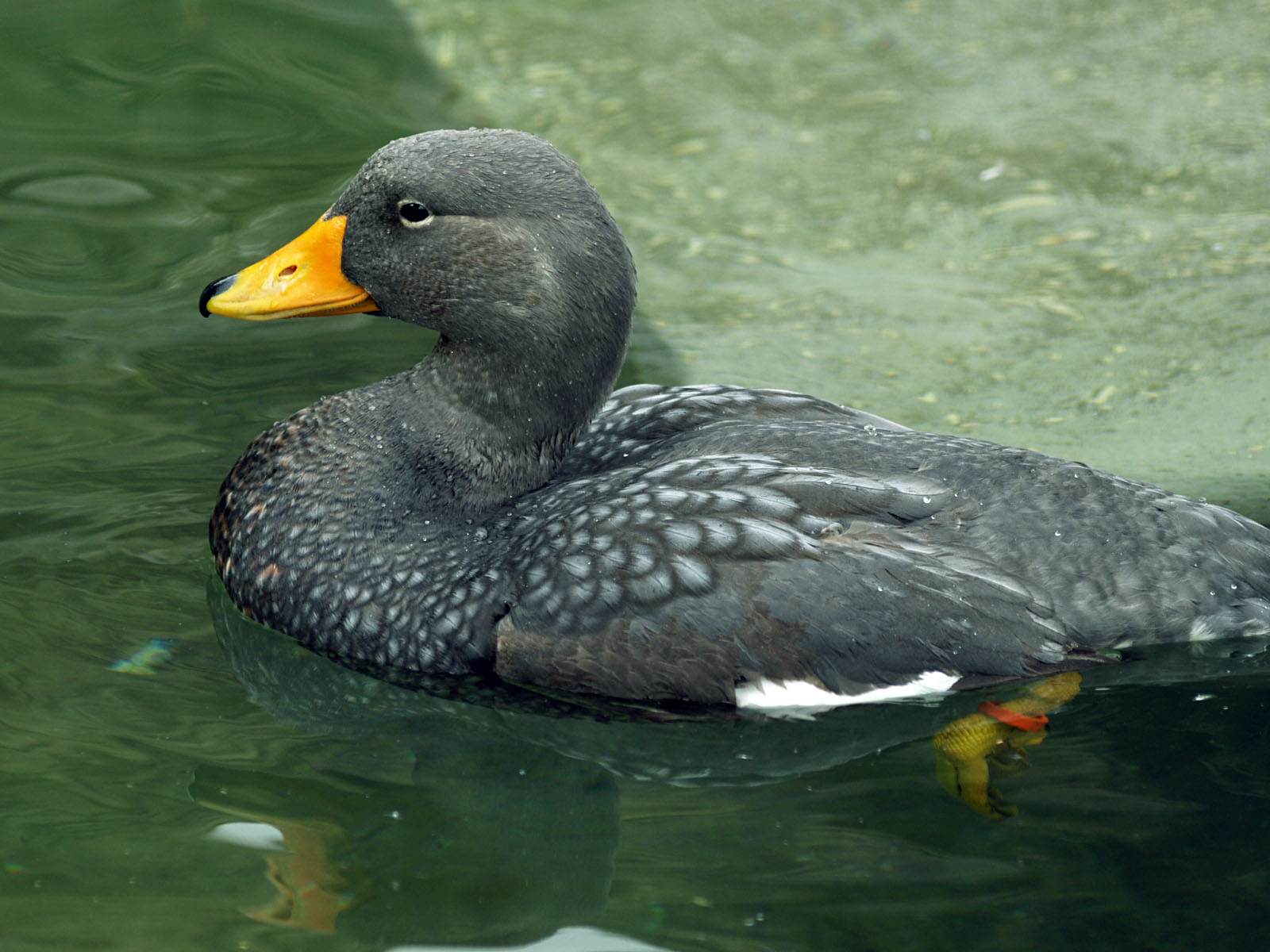 Pretty Magellanic steamerduck