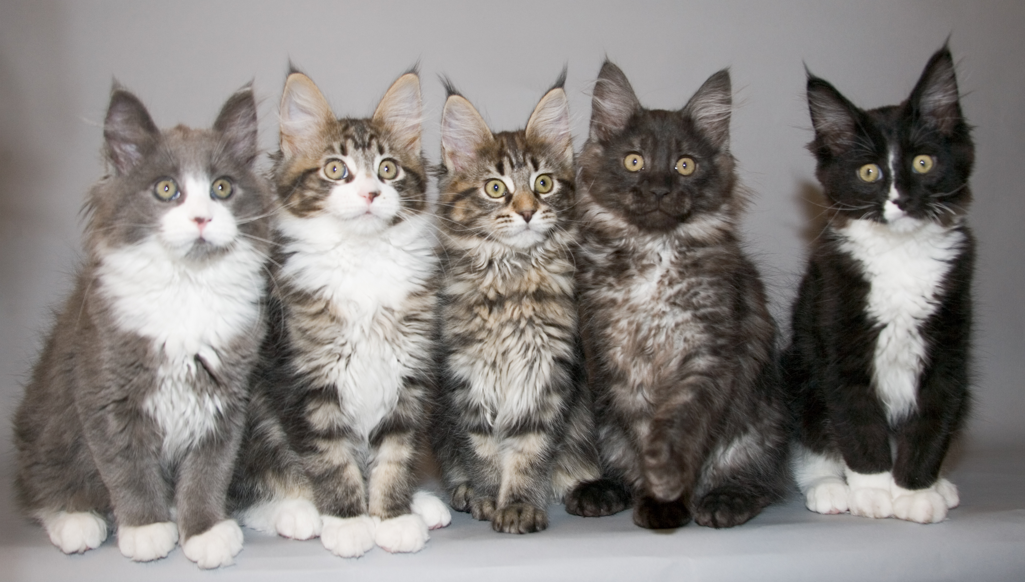 Maine Coon - Cat Breed
