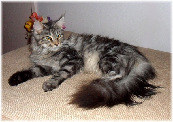 Pretty Maine Coon - Cat Breed