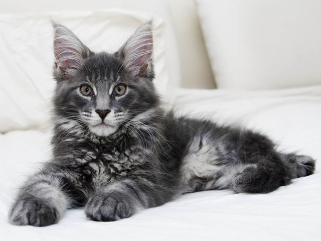 Cute Maine Coon - Cat Breed
